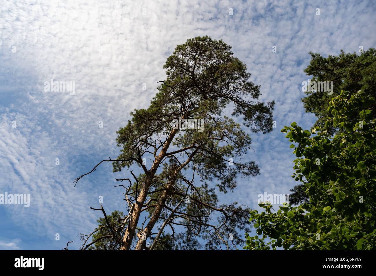 Guardando fino ad un pino di fronte al cielo. Piccole nuvole sono sullo sfondo. Splendida natura idilliaca senza persone in una luminosa giornata estiva. Foto Stock