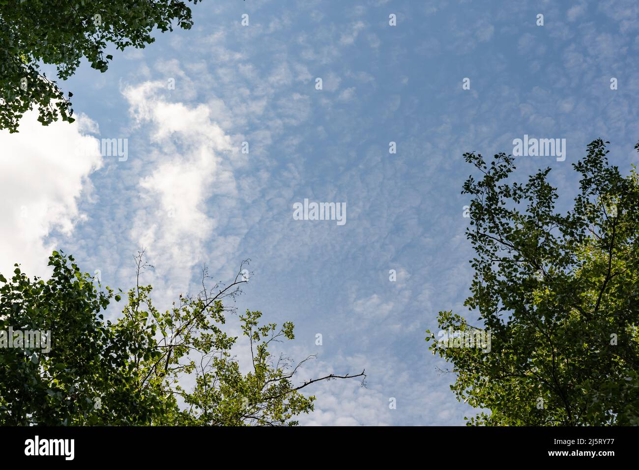 Guardando in su fra tre alberi verdi della foglia. Il cielo blu è sullo sfondo ed è coperto da piccole nuvole bianche. Il sole estivo splende. Foto Stock