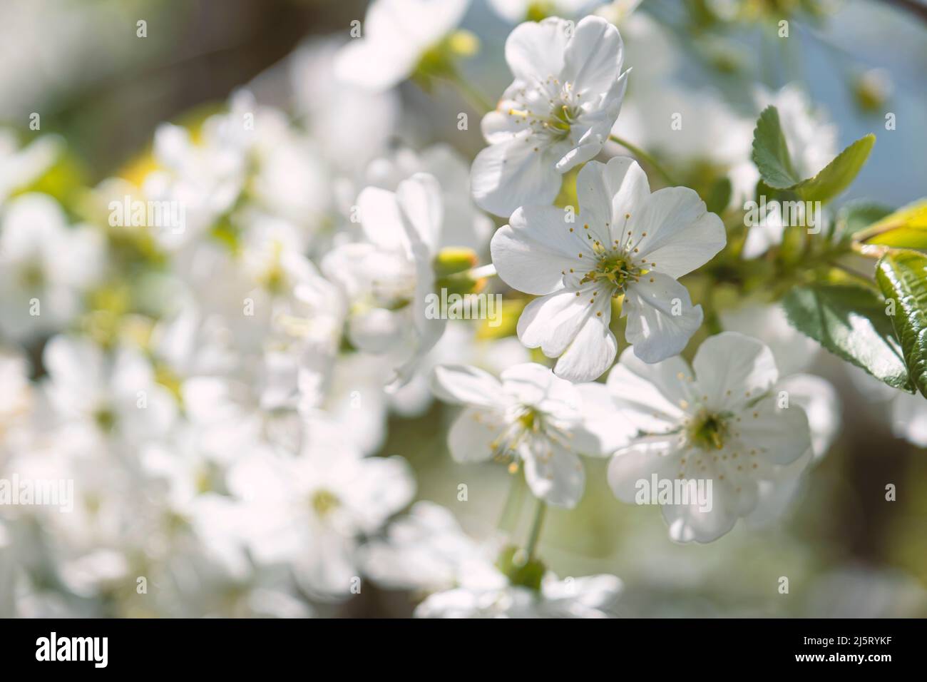 Bellissimo albero in fiore prunus dettaglio in primo piano. Frutteto di ciliegia in primavera Foto Stock