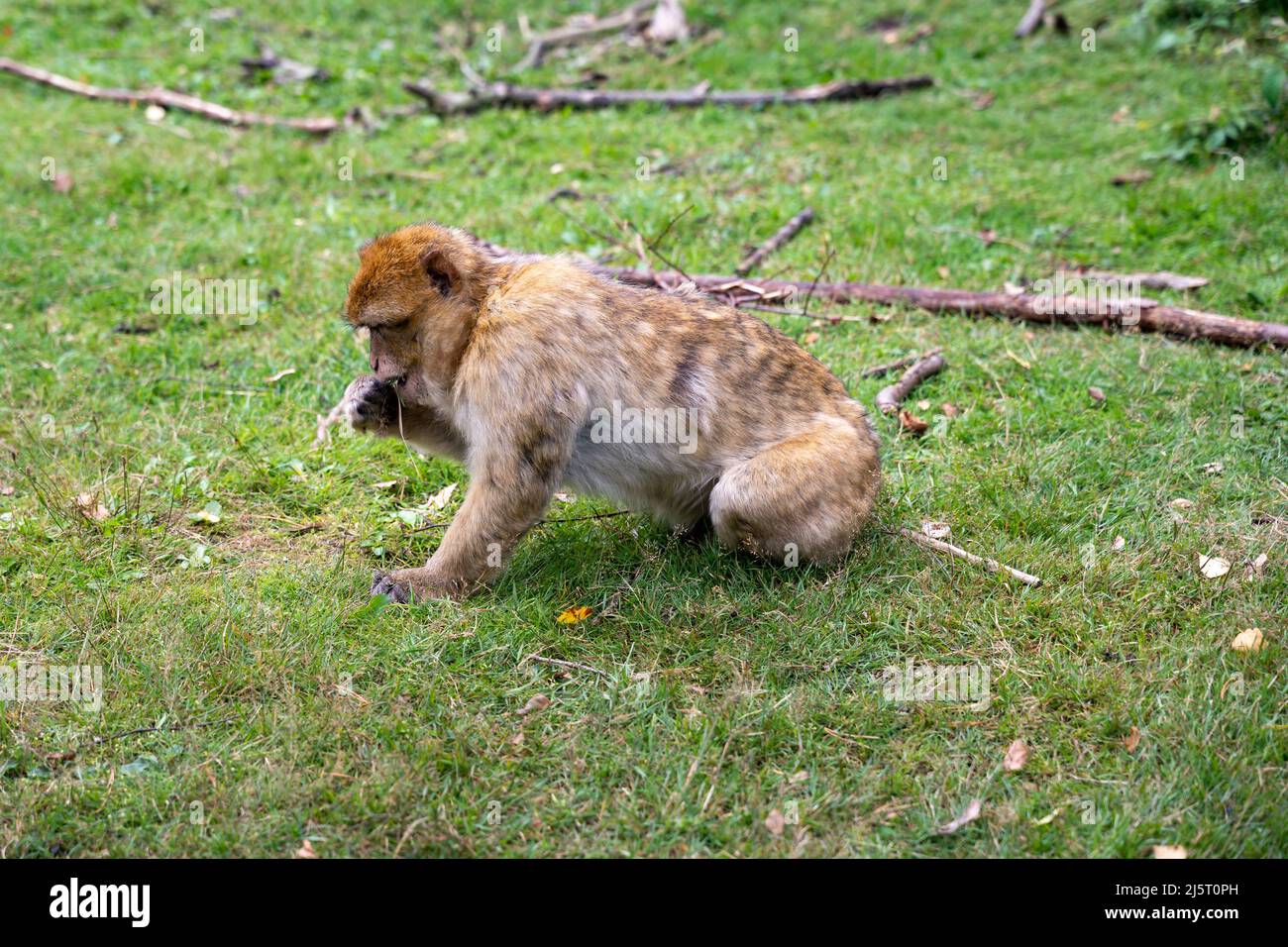 Ape Barbary alla ricerca di lame di erba per mangiare piante. Scimmia marrone in natura. Magot in un parco naturale in Germania. Macachi all'aperto in europa. Animale Foto Stock