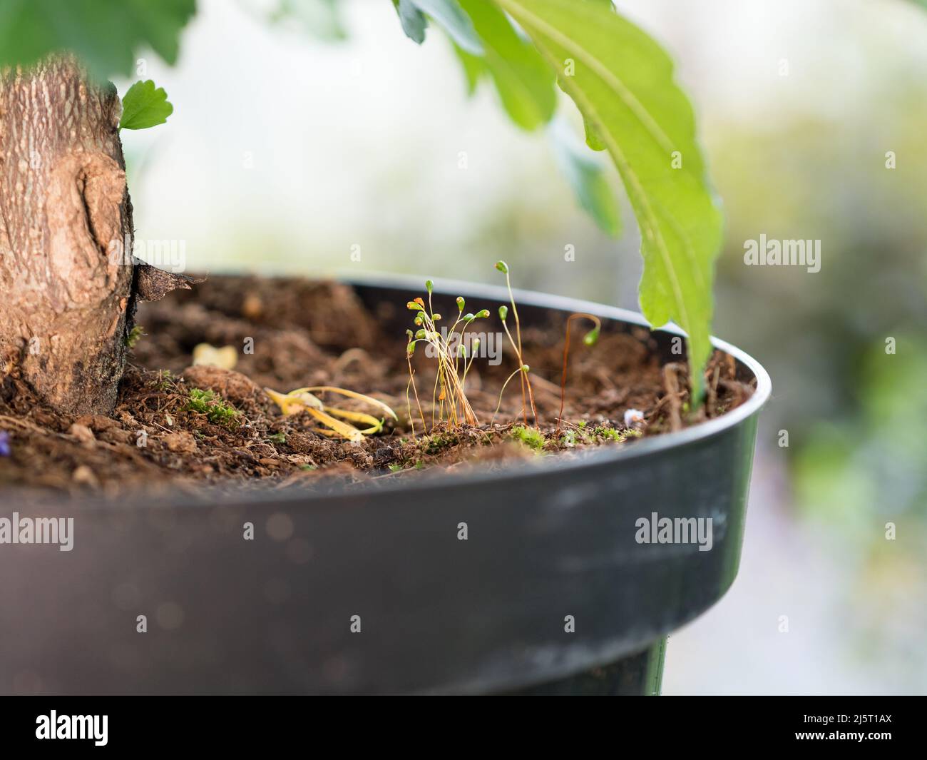 controllo del muschio in vivai e ottenere un manico su liverwort che copre la superficie dei mezzi di coltura o del suolo Foto Stock