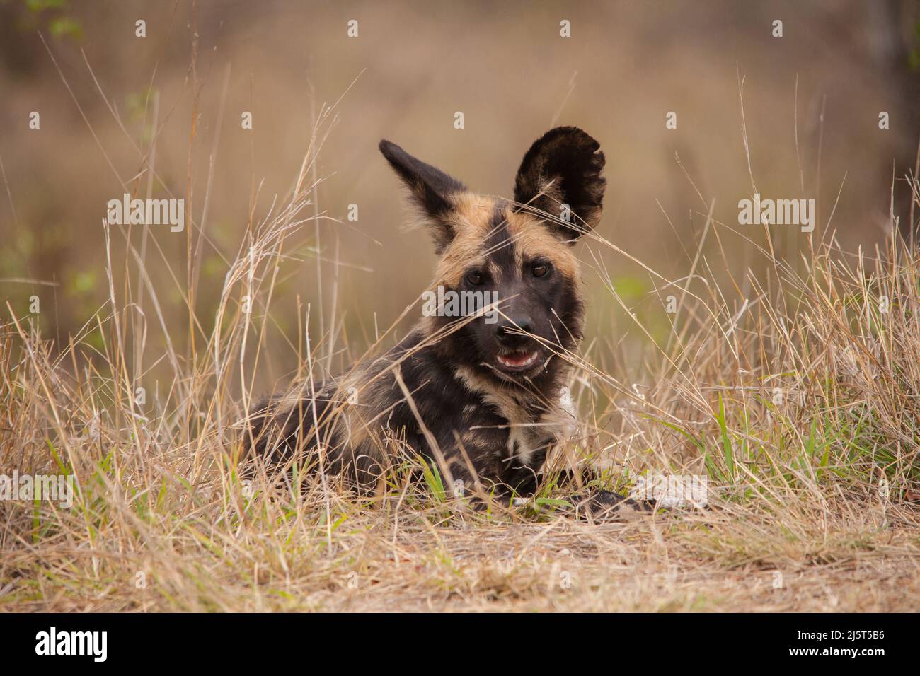L'African WID Dog, noto anche come The Painted Dog o Painted Wolf, è uno dei mammiferi più in pericolo al mondo Foto Stock