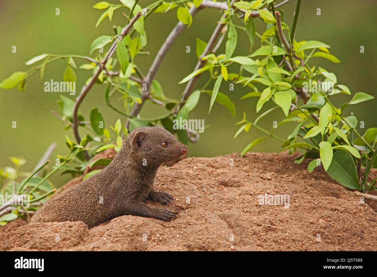 La Mongoose nana (Helogale parvula) non è solo il più piccolo membro della famiglia delle mongoose, ma è il carnivore di piccole dimensioni in tutta l'Africa, Foto Stock