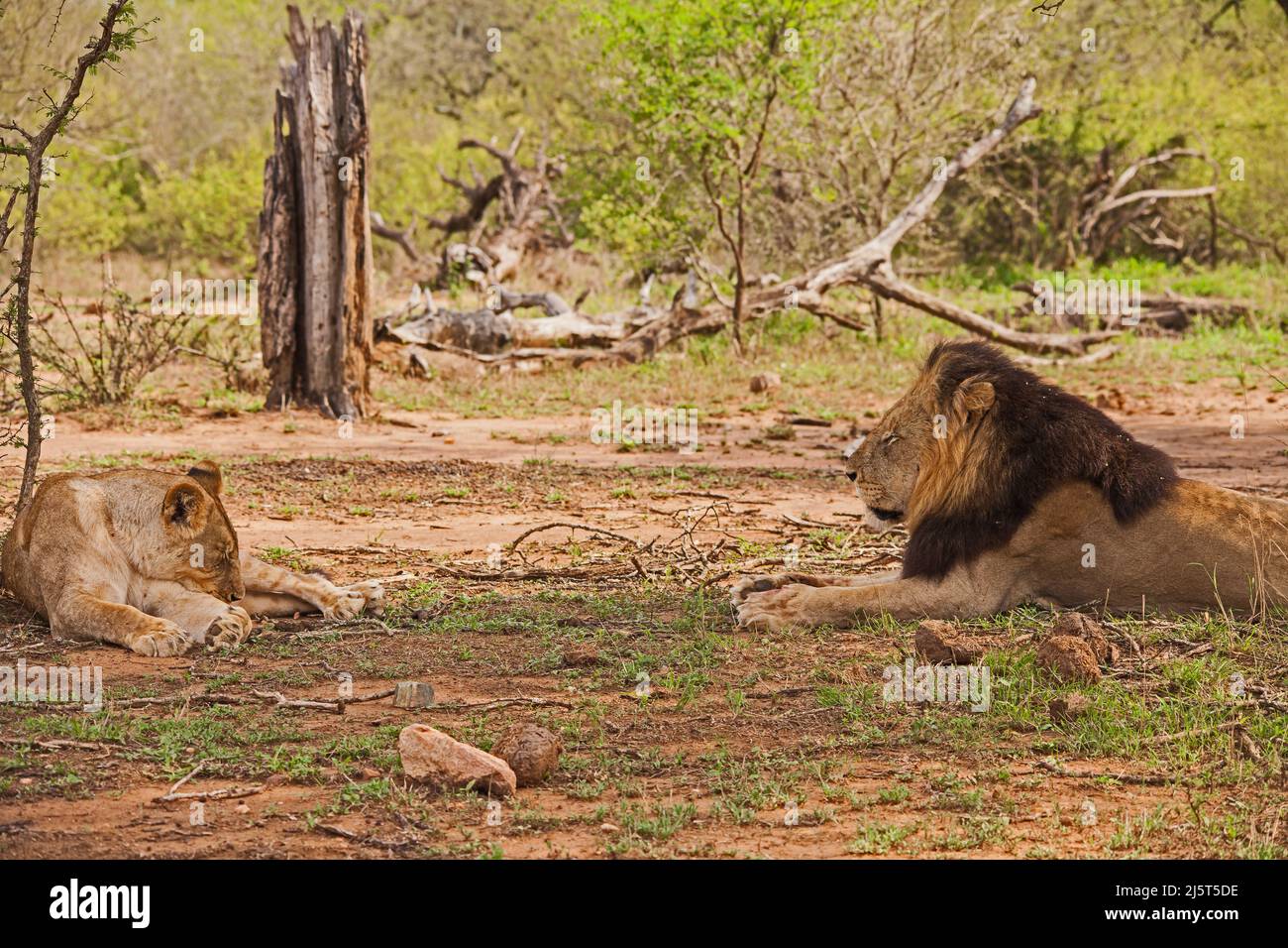 Leone maschio e femmina (Panthera leo) che riposa all'ombra di un albero nel Parco Nazionale Kruger. Sudafrica Foto Stock