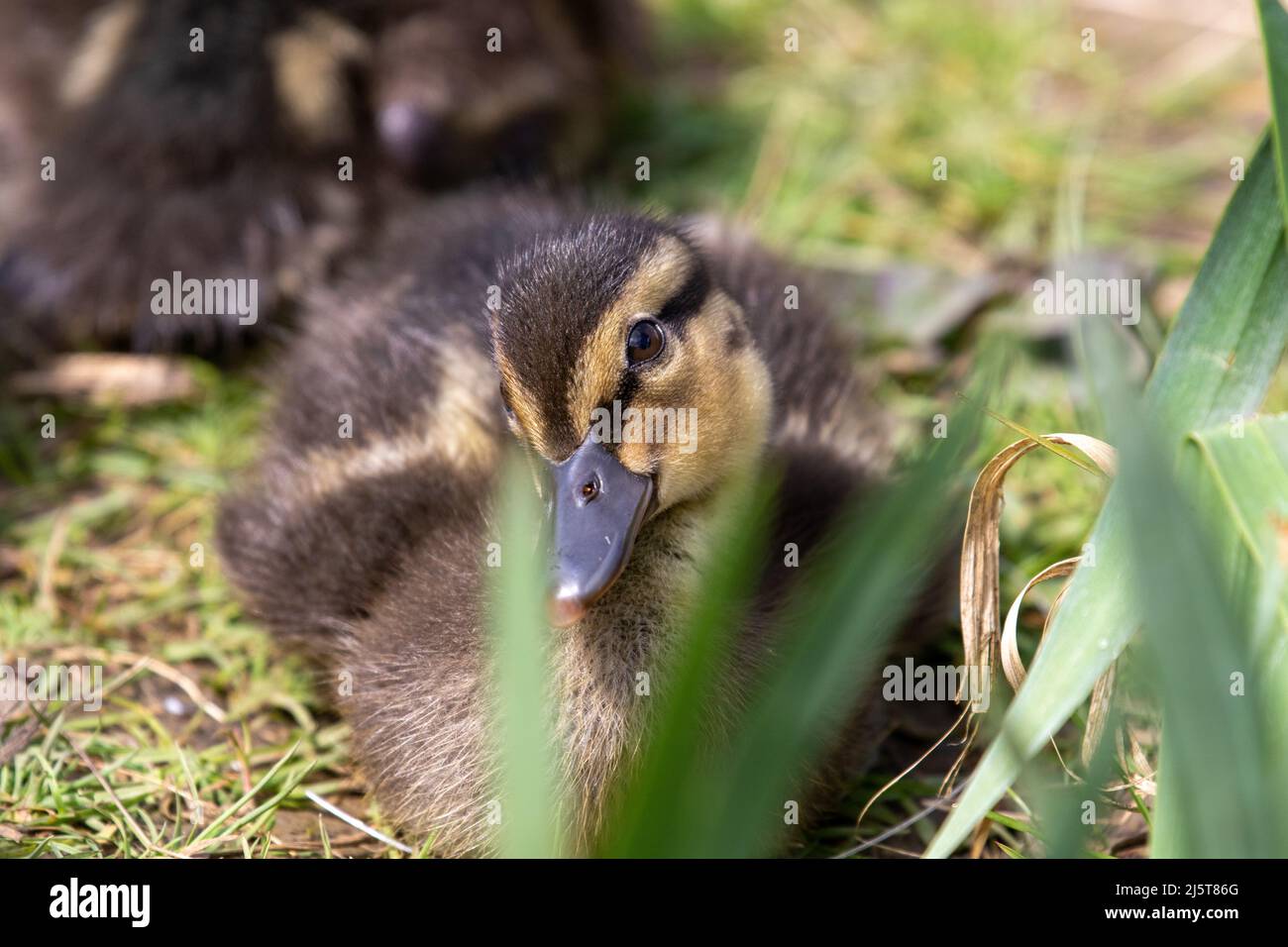 Anatroccoli svegli Foto Stock