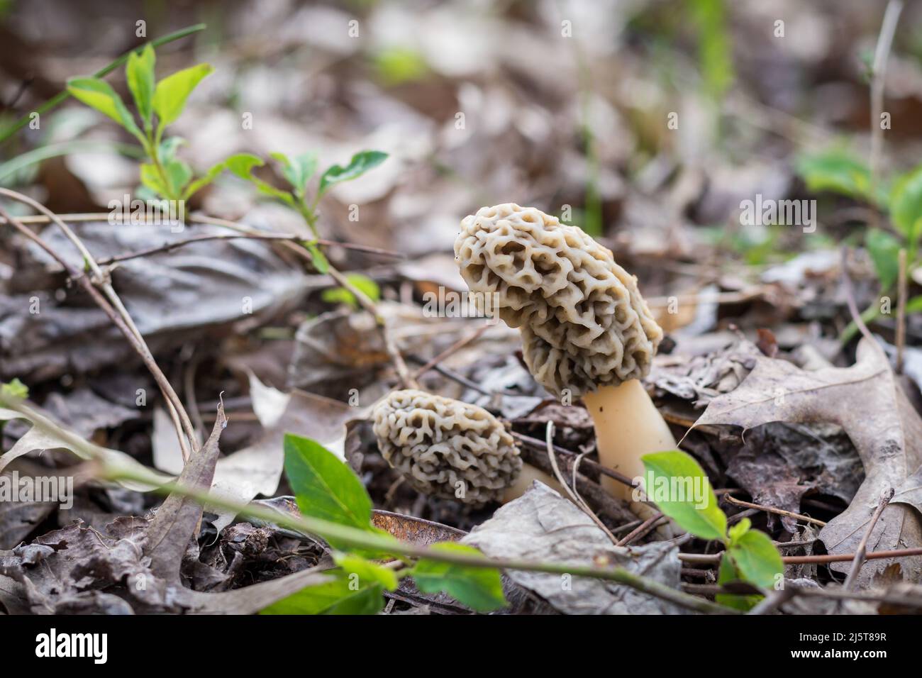 Due funghi Morel che crescono nei boschi in primavera Foto Stock