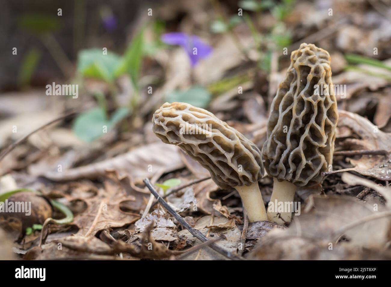 Due funghi Morel che crescono nei boschi in primavera Foto Stock