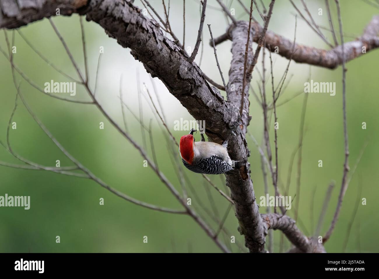 Un maschio Woodpecker con un insetto nel suo becco, utilizzando i suoi artigli affilati per appendere sul lato inferiore di un ramo di albero. Foto Stock