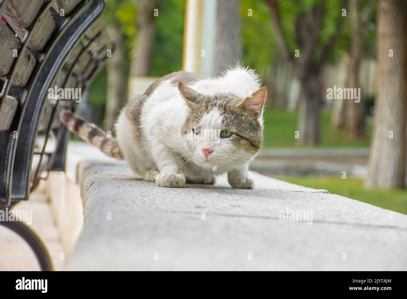 Il gatto di strada aspetta Prey . Il gatto era molto bravo a caccia Foto Stock