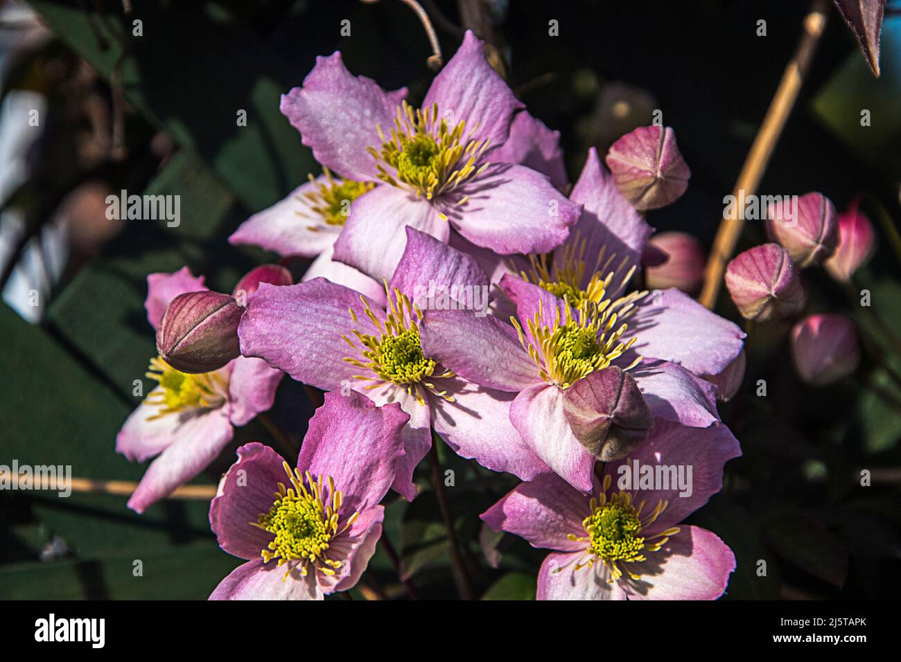 Deliziosamente profumato, Clematis montana 'Rubens' è un grande scalatore deciduo con affascinanti, singoli, fiori rosa pastello, 2 pollici attraverso Foto Stock