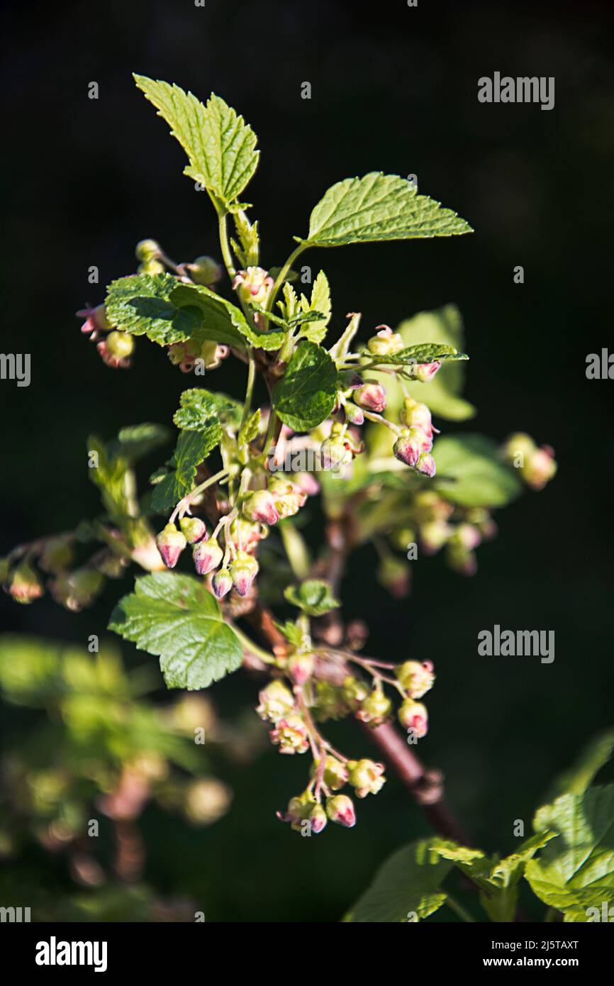 I fiori di ribes nero sono molto non descritti ma la loro frutta è deliziosa Foto Stock