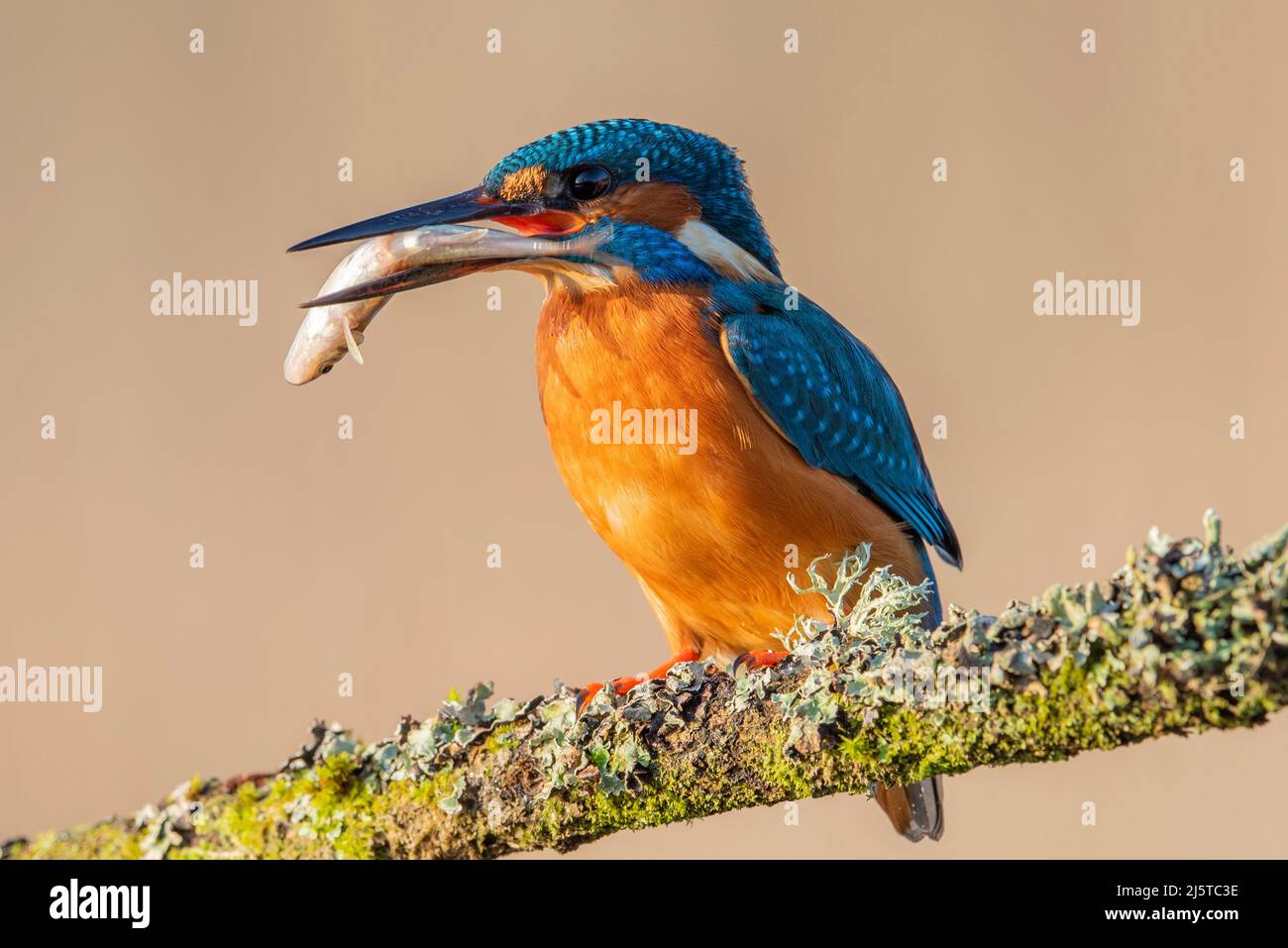 Regnante eurasiatico con un pesce (Alcedo atthis) seduto su un persico da pesca Foto Stock