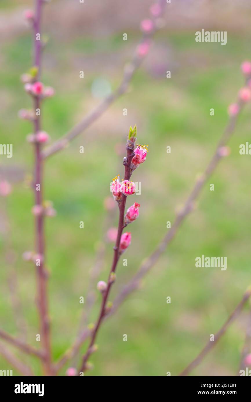 Germogli rosa di fiori di pesca su una giovane piantina. Giardini fioriti in primavera. Foto Stock