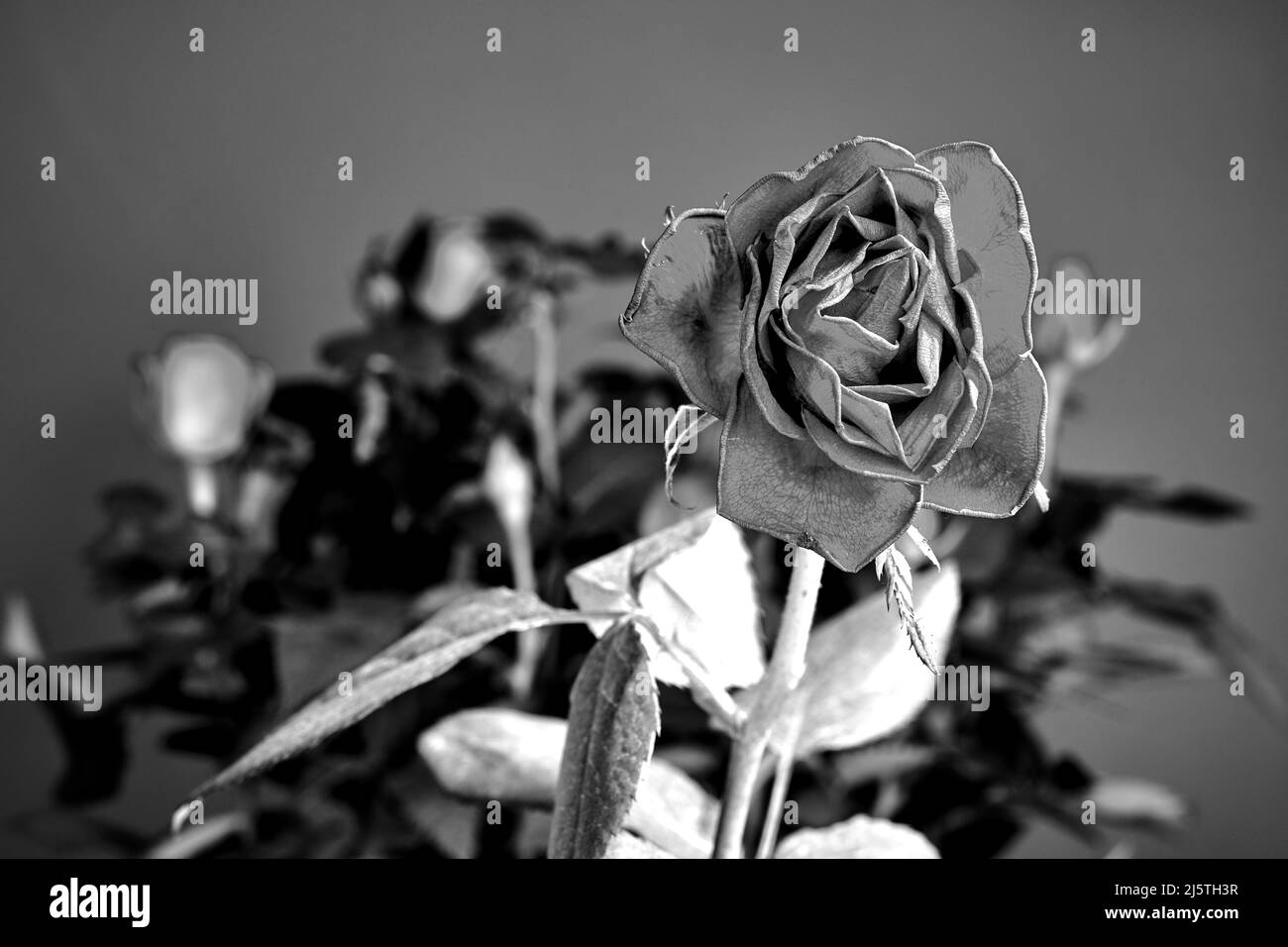 Bella rosa rossa in fiore su sfondo rosso in studio, monocromatico Foto Stock