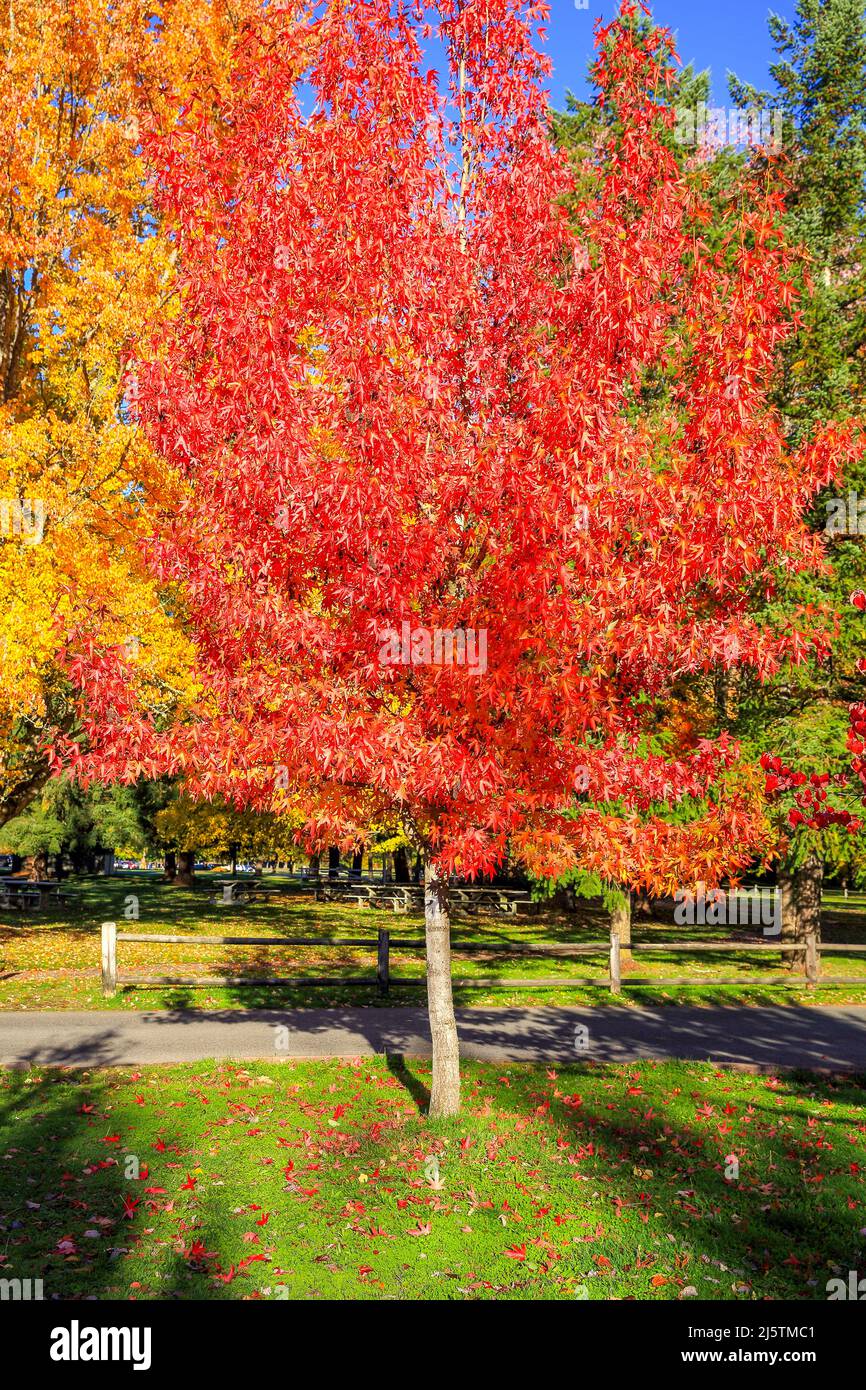 Autunno alberi di colore Foto Stock