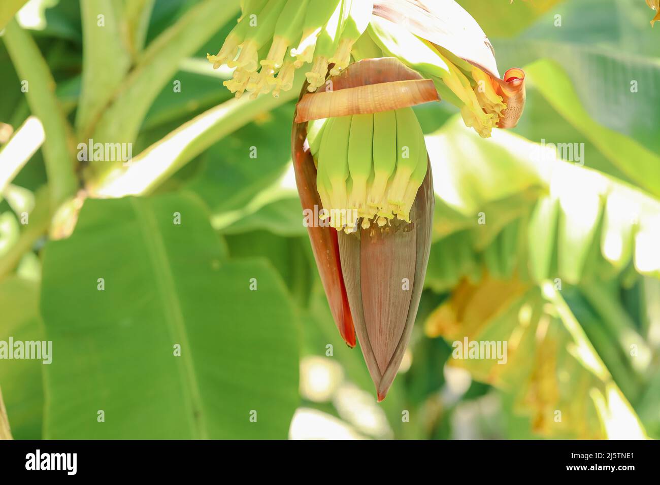 Banane giovani che crescono da fiori in piantagione tropicale nord-australiana Foto Stock