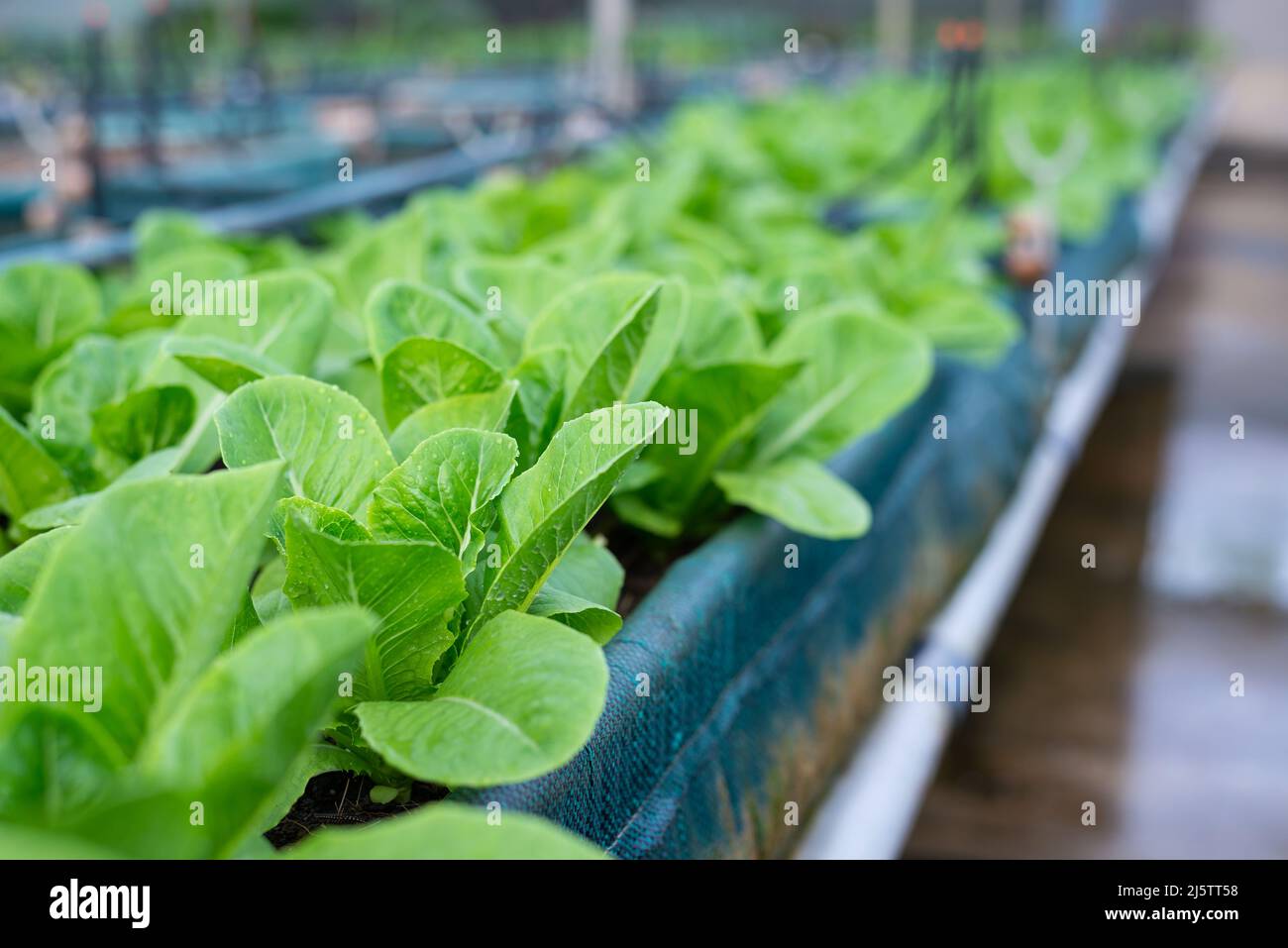Primo piano di foglie cos insalata di lattuga sul tavolo con forte texture dettagliata Foto Stock