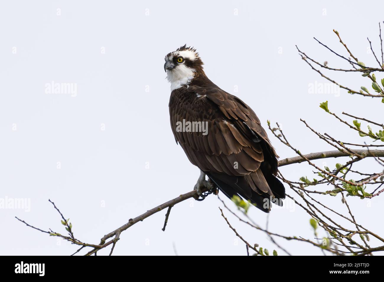 Osprey arroccato su un ramo d'albero con i taloni che afferrano il supporto. Il primo piano dell'uccello mostra il dettaglio della piuma. Foto Stock