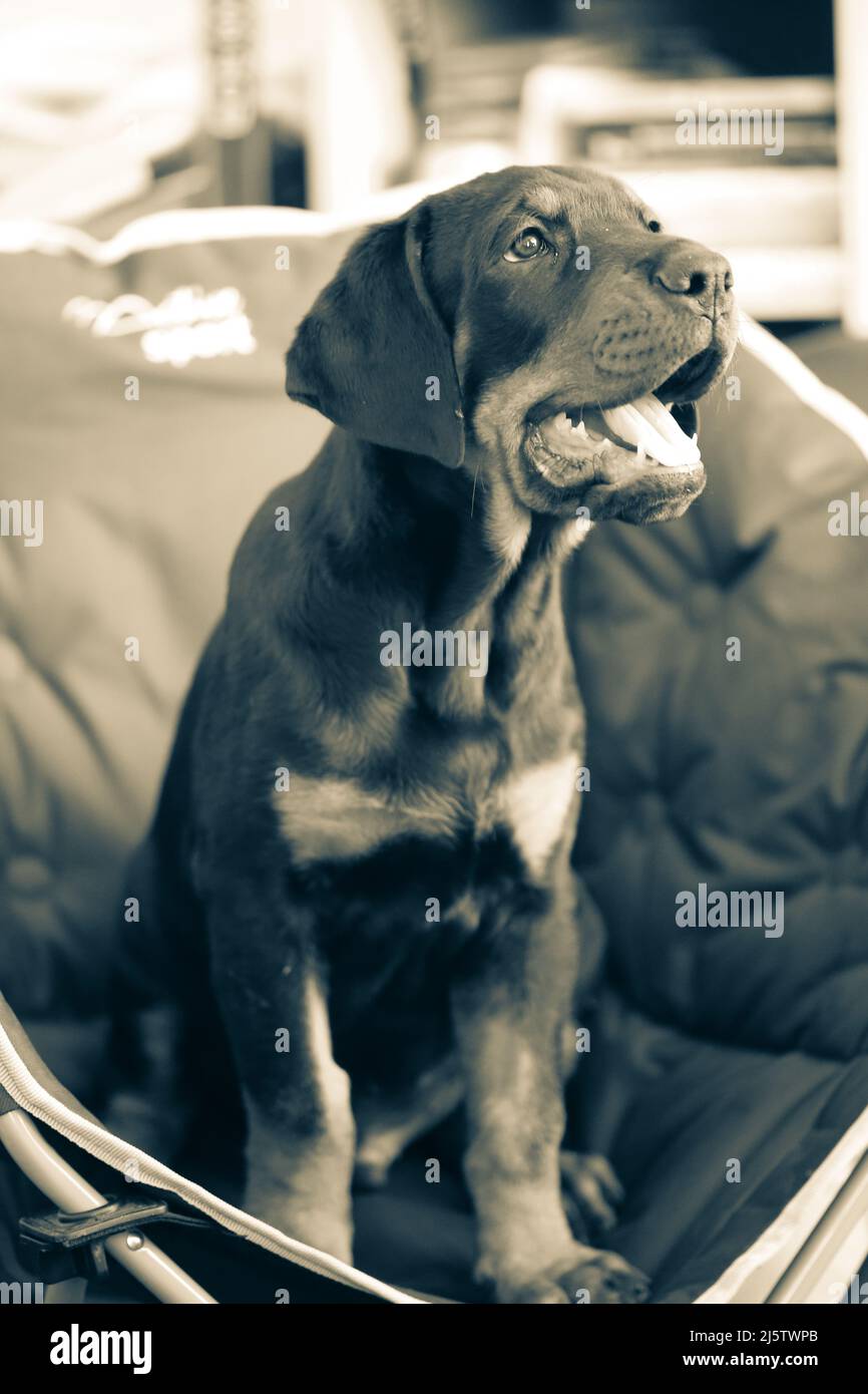 Croce Rottweiler seduta su sedia Foto Stock