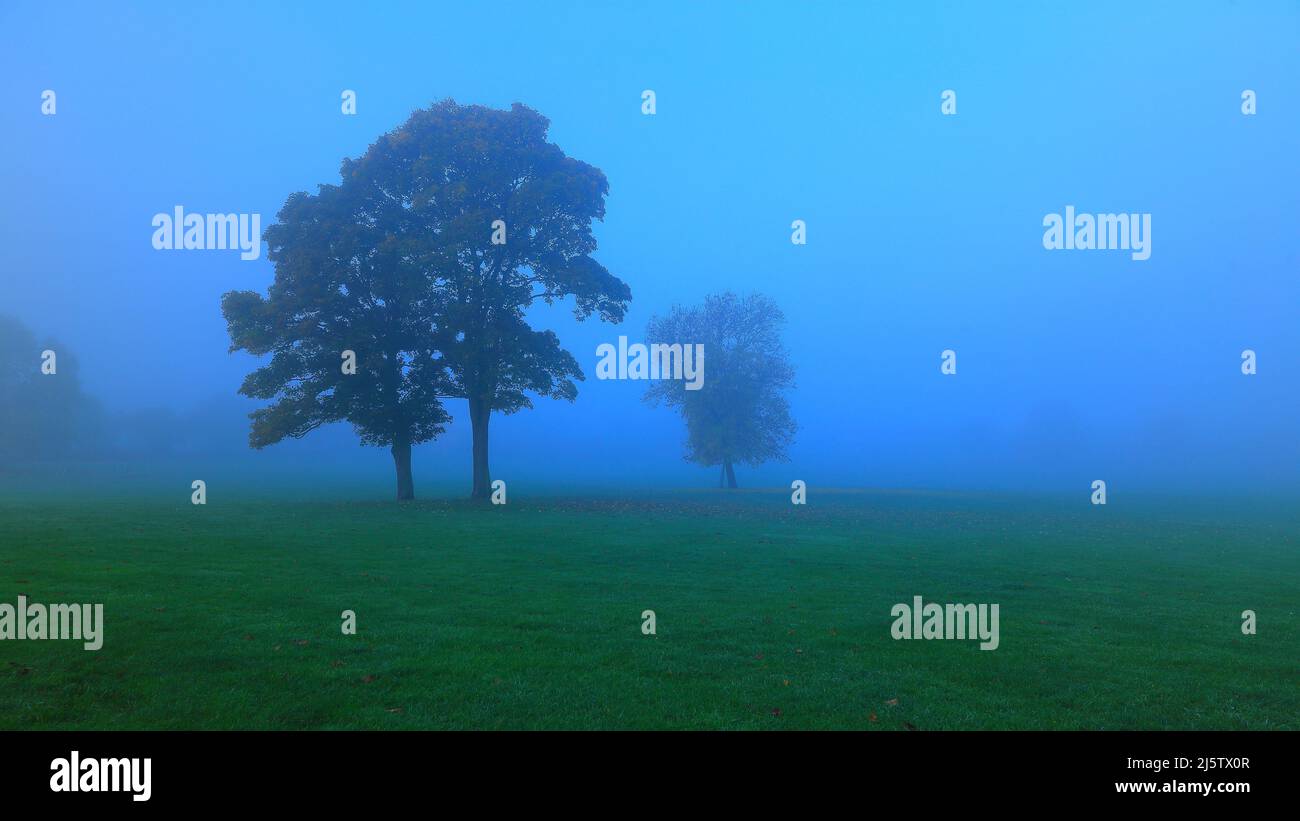 Alberi in un campo in una mattinata di nebbia Foto Stock