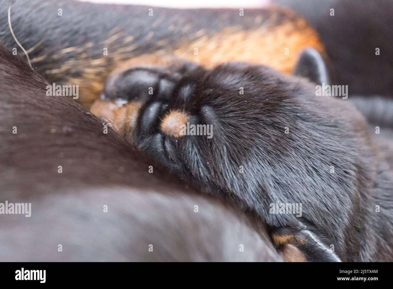 Molto giovane Rottweiler cucciolo succhiare / coccolare fino a mamma Foto Stock