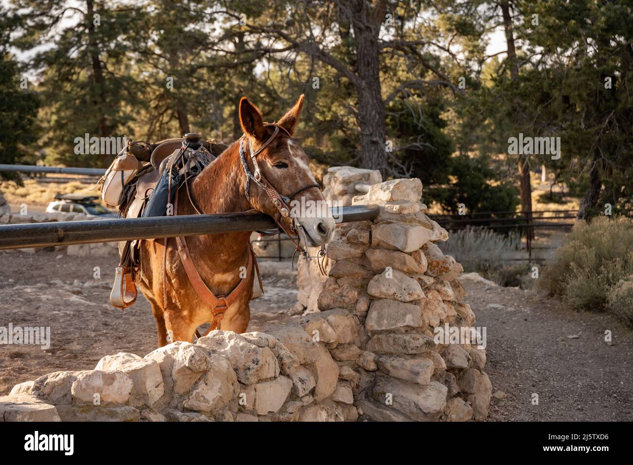 Mule sadled godendo di calda luce del mattino lungo il bordo del Grand Canyon Foto Stock
