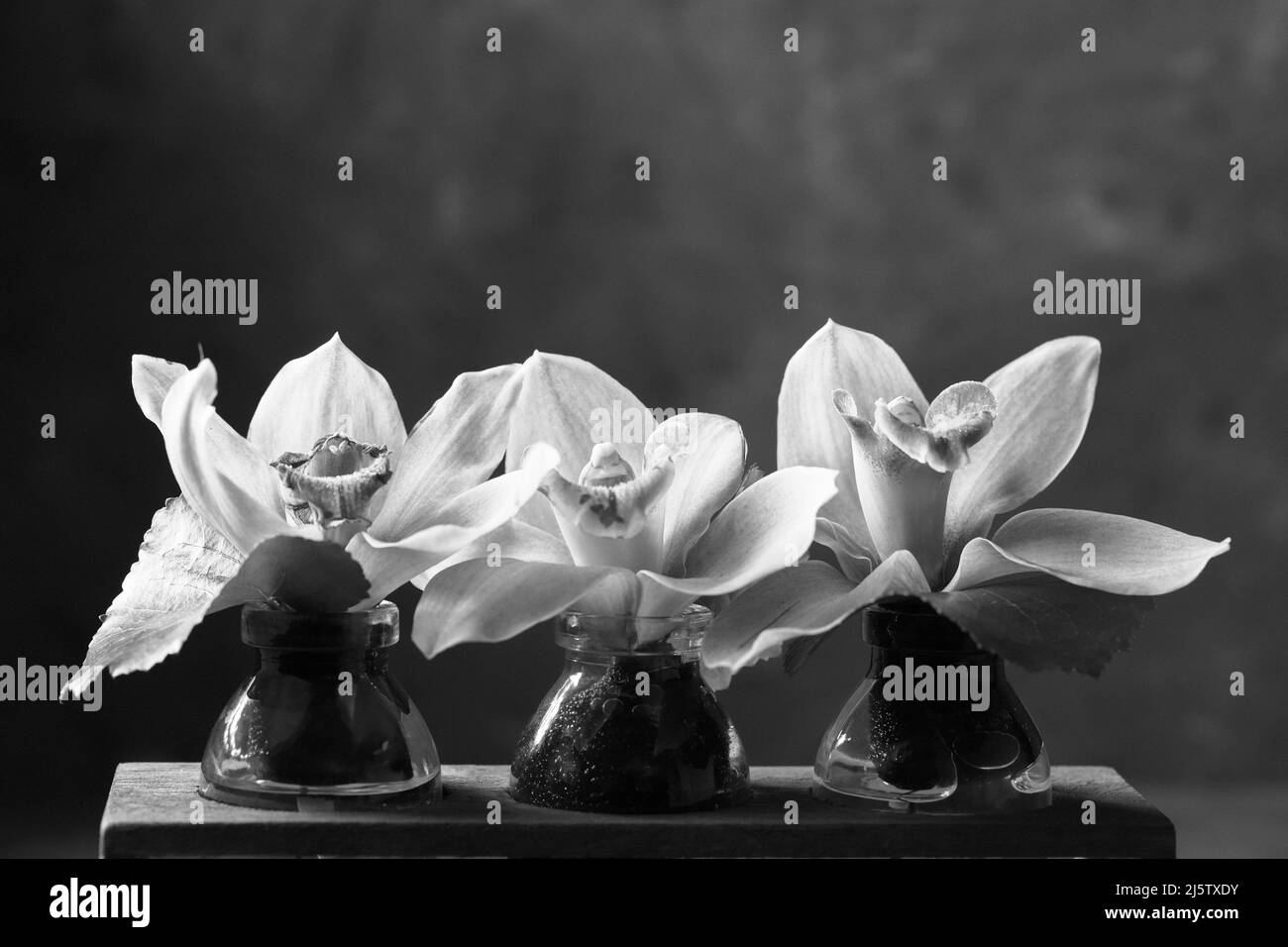 Una foto studio in bianco e nero di piccole orchidee in bottiglie di vetro. Foto Stock