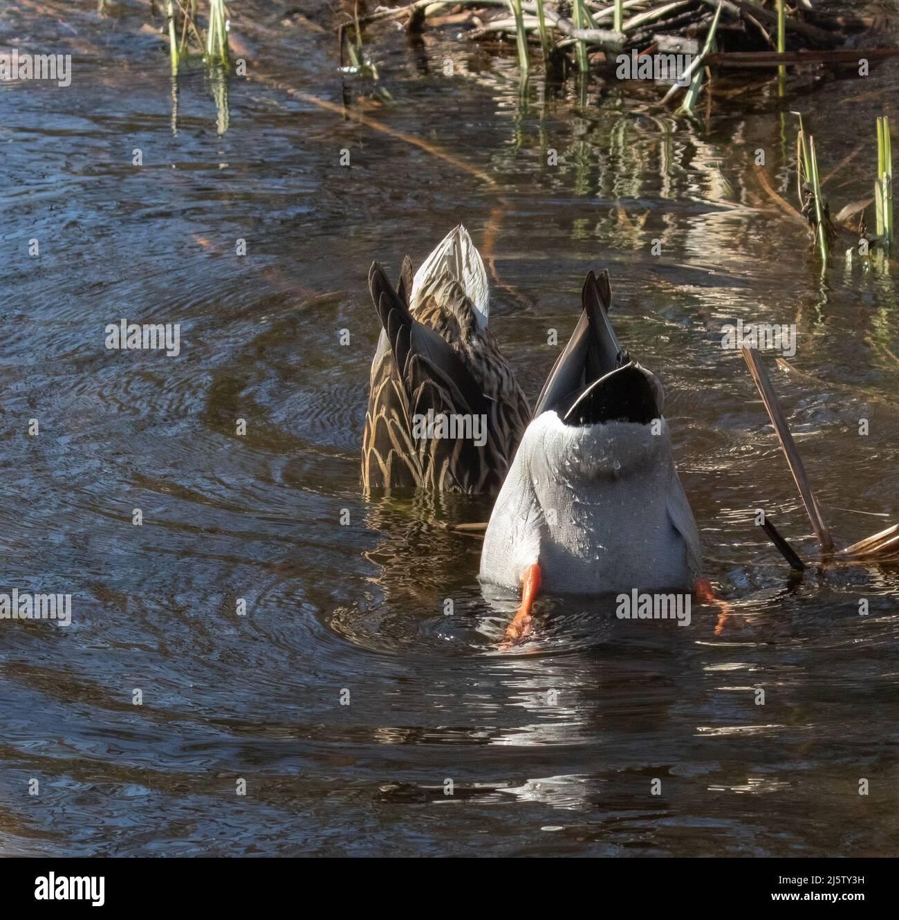 La coppia Mallard si infila in acqua Foto Stock