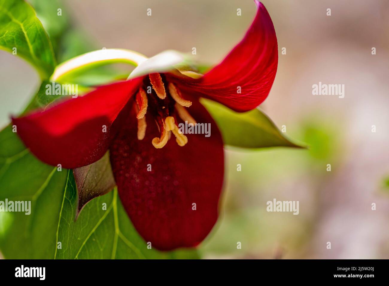 Red Trillium fiorisce lungo Pigah Brook a Branford, Connecticut lungo Piggah Brook. Foto Stock