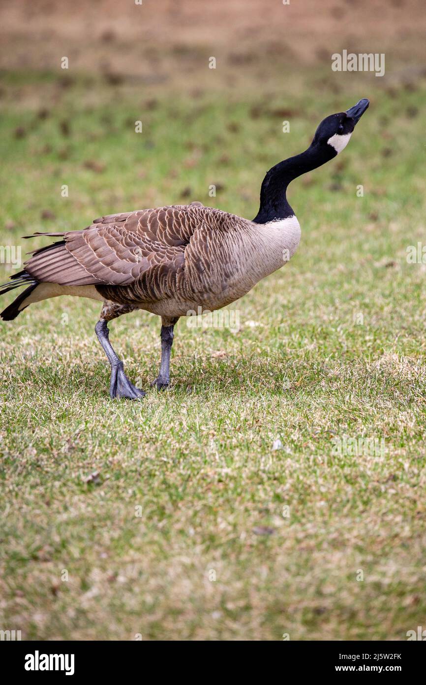 Oche del Canada (Branta canadensis) che allunga il collo in un parco, verticale Foto Stock