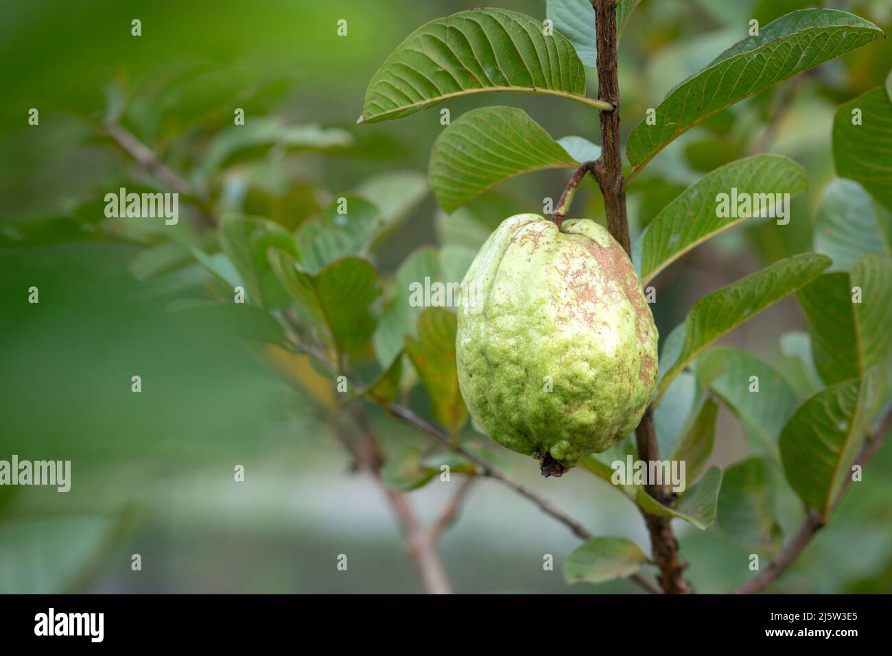 Frutta verde guava appeso su albero in fattoria agricola. Mature o concetto di raccolta. Foto Stock