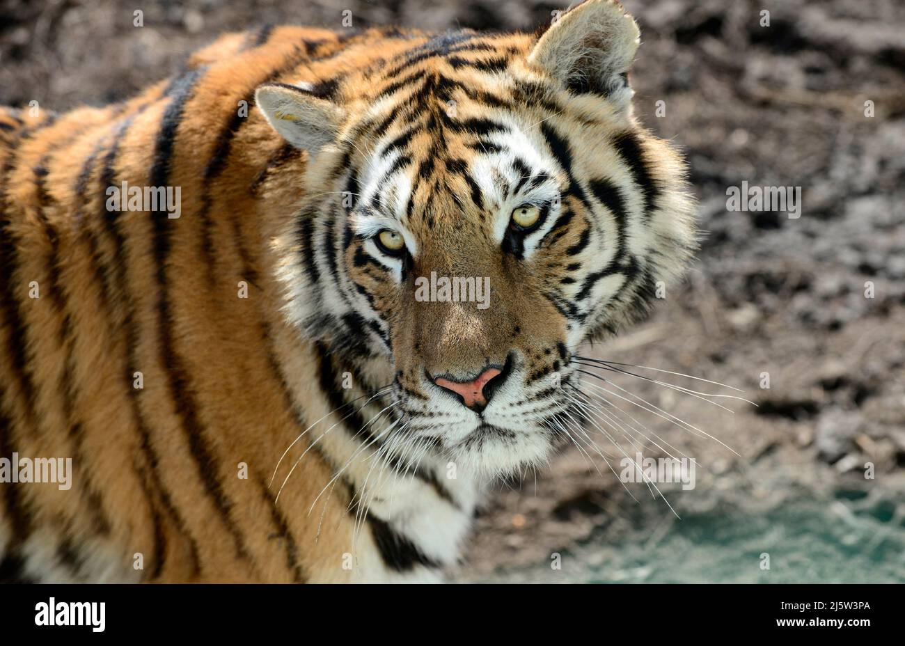 Ritratto di una tigre siberiana. Foto Stock