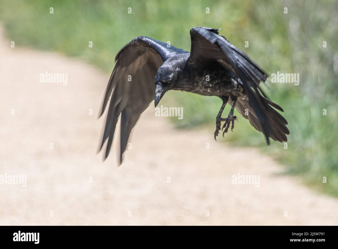 Un corvo comune (Corvus Corax) che prende il volo sulla costa occidentale in California, Nord America. Foto Stock