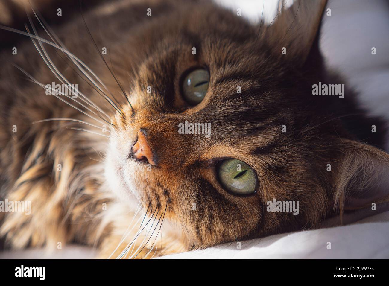 Quel momento rimase abbastanza a lungo mentre si snooze al sole Foto Stock
