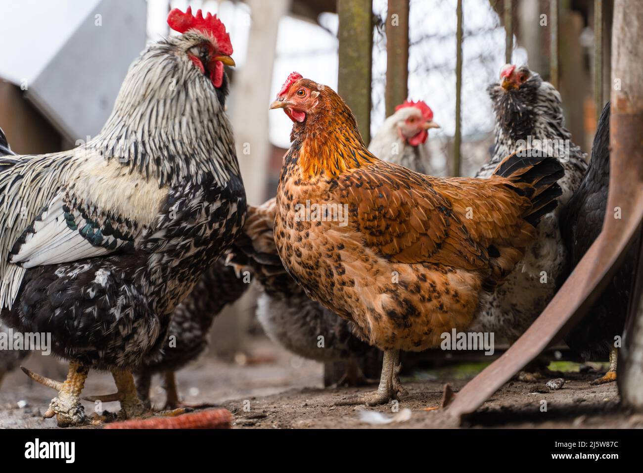 Una bella gallina marrone guarda un gallo con la scritta "pokmared", sullo sfondo dei polli che si arrostiscono. Pettegolezzi Foto Stock