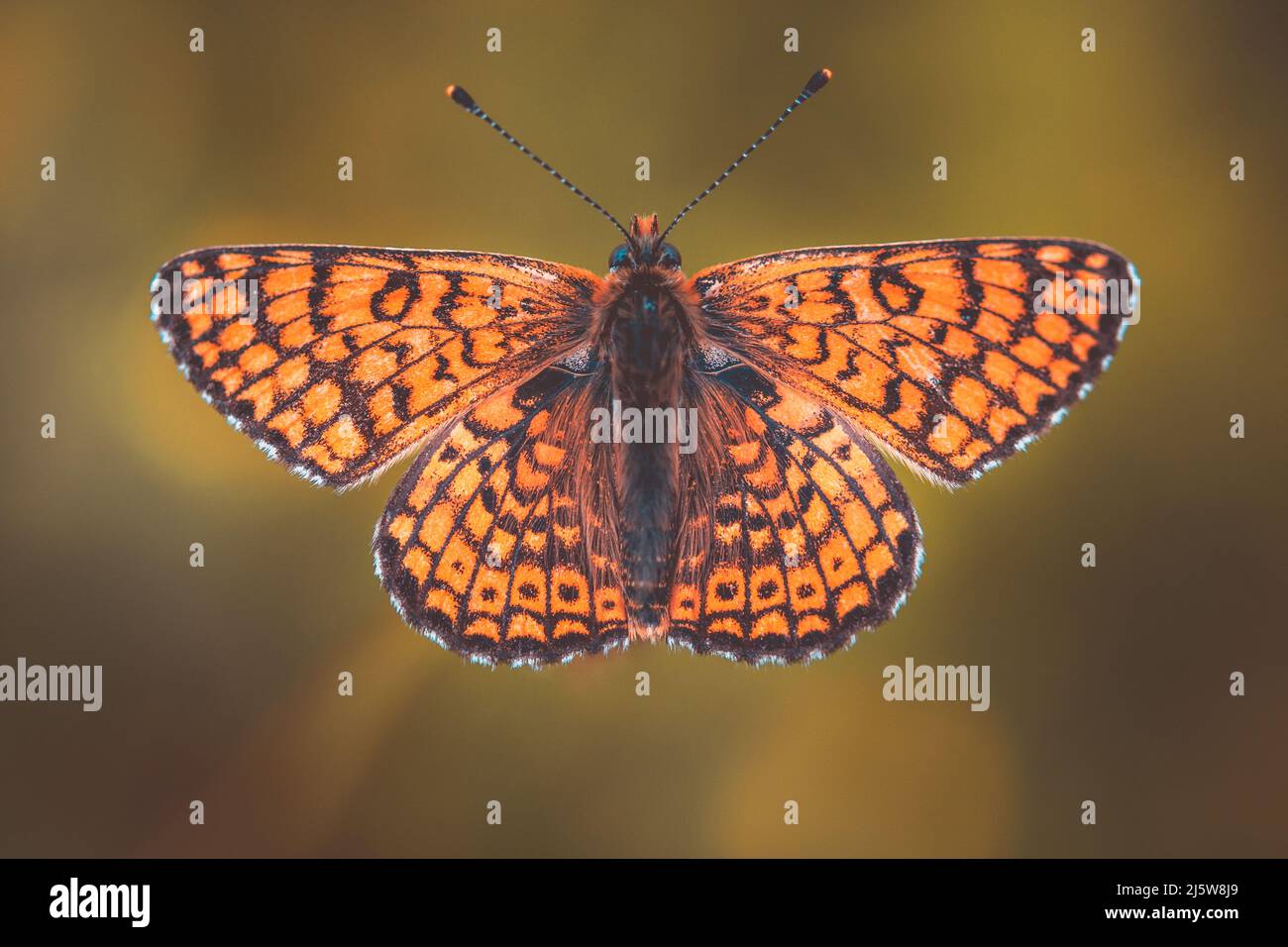 Farfalla fritillaria le ali aperte viste dall'alto. Toscana, Italia. Foto Stock