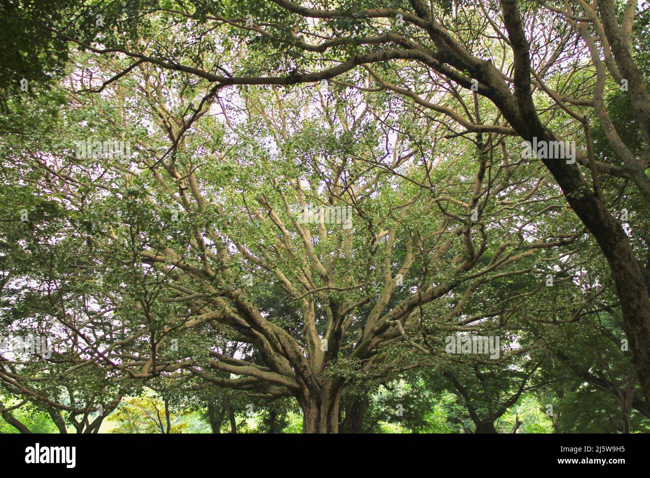 L'albero in un parco a Bangalore con affascinante formazione di ramo Foto Stock