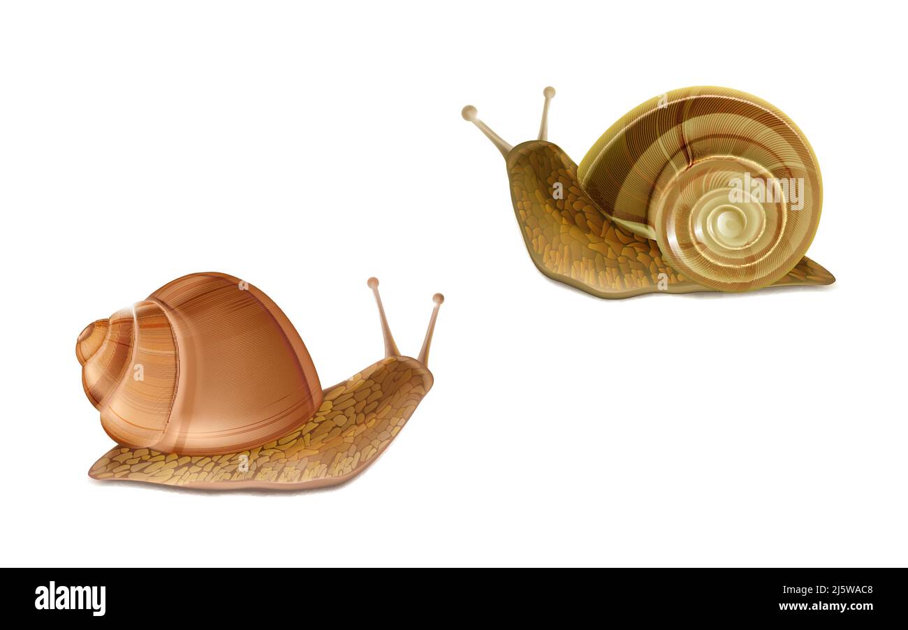 Vettore 3D realistico due lumache romane o Borgogna striscianti. Cucina francese delicatessen, commestibile e agricoltura europea specie lumaca, cosmetici per la cura della pelle i Illustrazione Vettoriale
