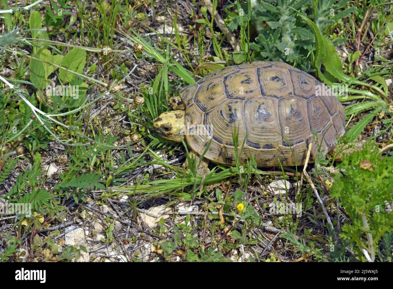 Spira la tartaruga coscia, Testudo graeca in natura Foto Stock