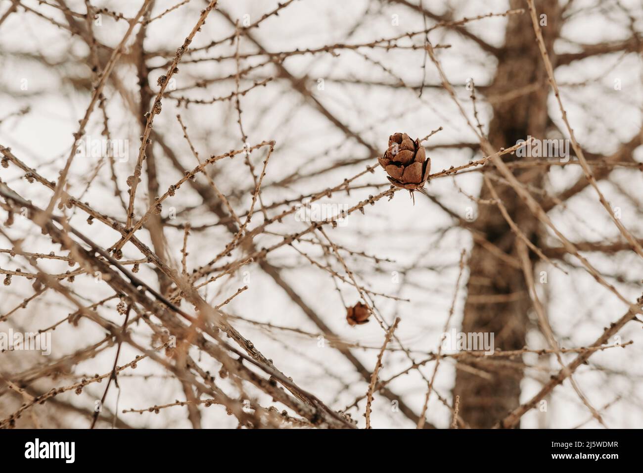 Cono su Larix sibirica, larice siberiano o larice russo. Foto Stock