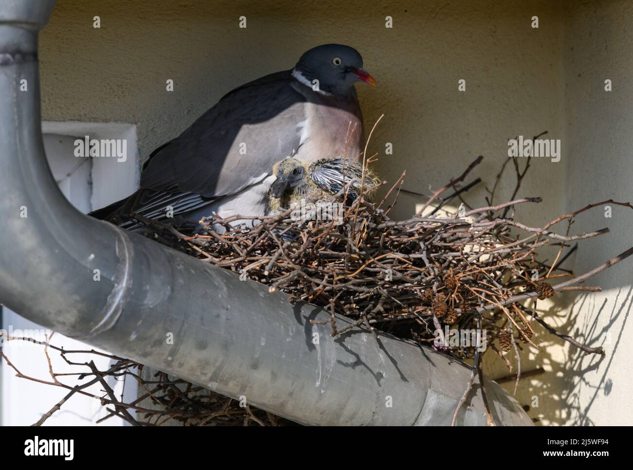 Dresda, Germania. 26th Apr 2022. Una femmina piccione si siede con la sua prole in un nido su un gocciolatoio sotto un tetto timpano. Credit: Robert Michael/dpa/Alamy Live News Foto Stock