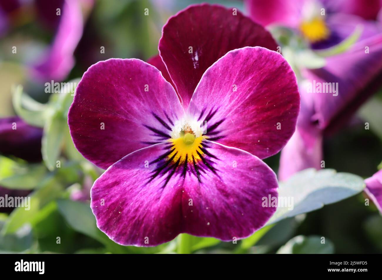 primo piano di una viola cornea viola Foto Stock