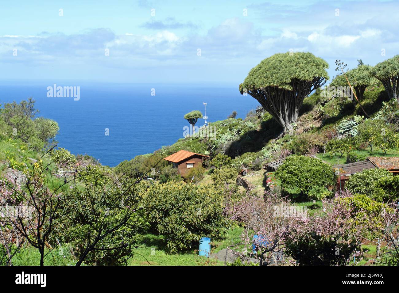 Il sentiero Las tricias e i suoi bellissimi alberi di drago nella città di Garafia, nel nord dell'isola di la Palma, Isole Canarie Foto Stock