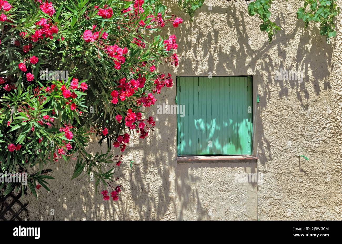 finestra chiusa con persiane verdi su una facciata con una fioritura rosebay Foto Stock