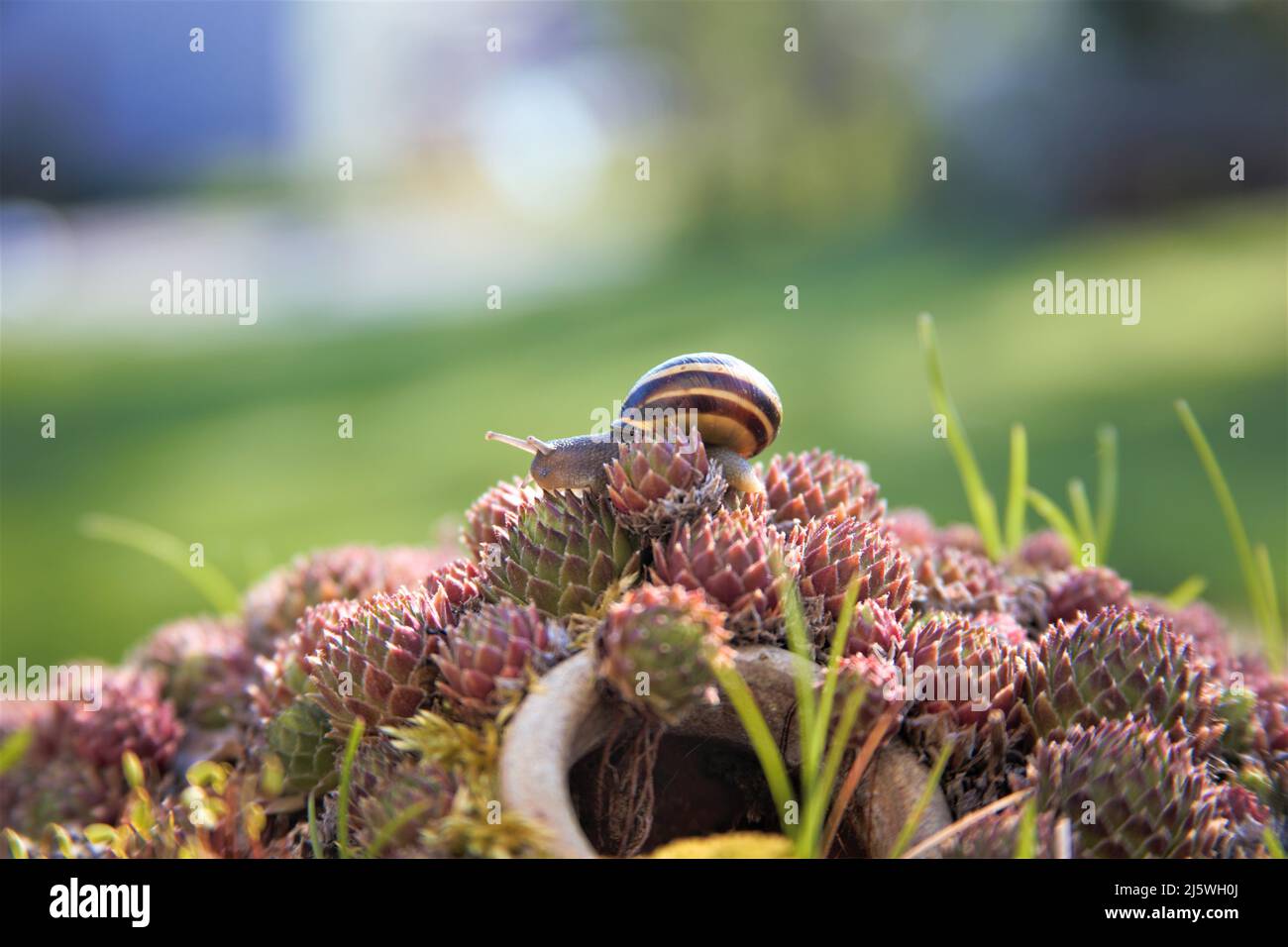 alloggio lumaca che corre in natura libera macro colpo Foto Stock