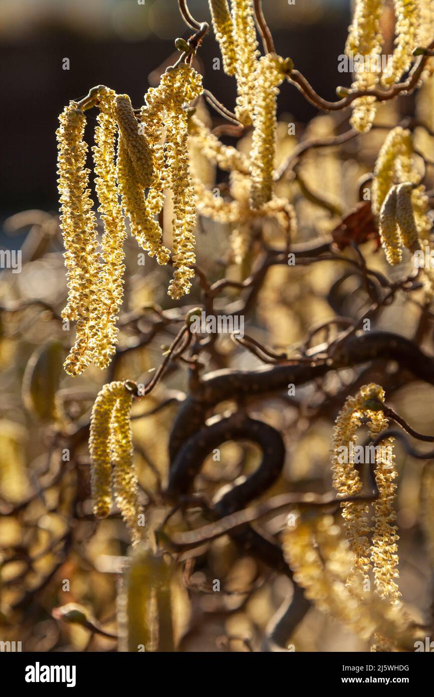 Cavatappi nocciola in primavera con catkins Foto Stock