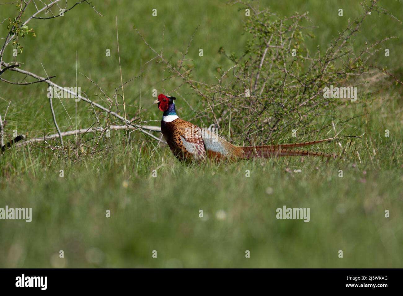 Un faisan en gros piano avec ses belles couleurs Foto Stock