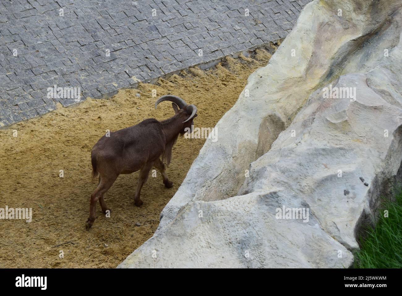Capra di montagna nello zoo. (Oreamnos americanus) nel recinto zoo. I mammiferi hanno unghie, corna corte e crooks neri. Foto Stock