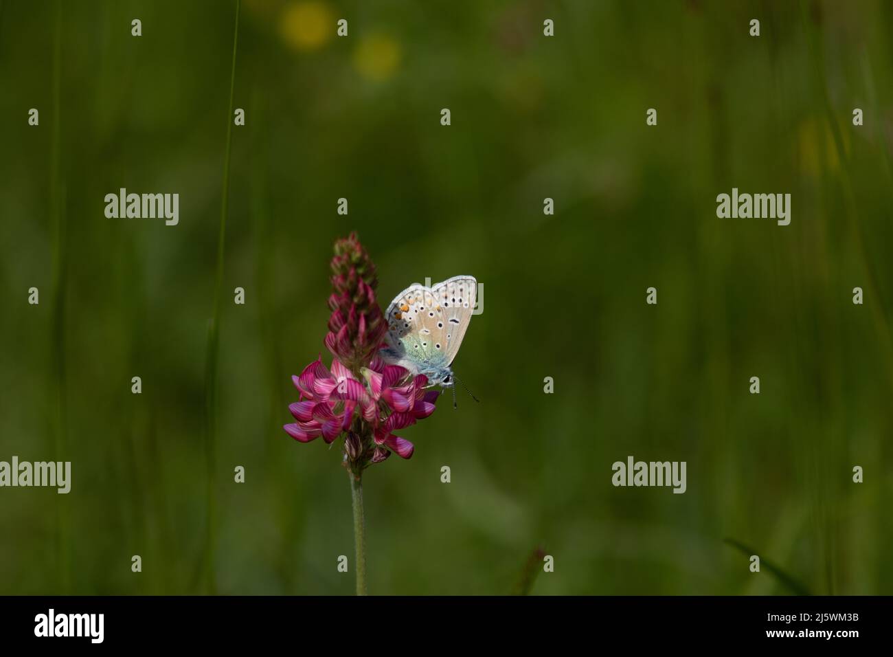 Un papillon céleste qui butine une fleur des champs Foto Stock