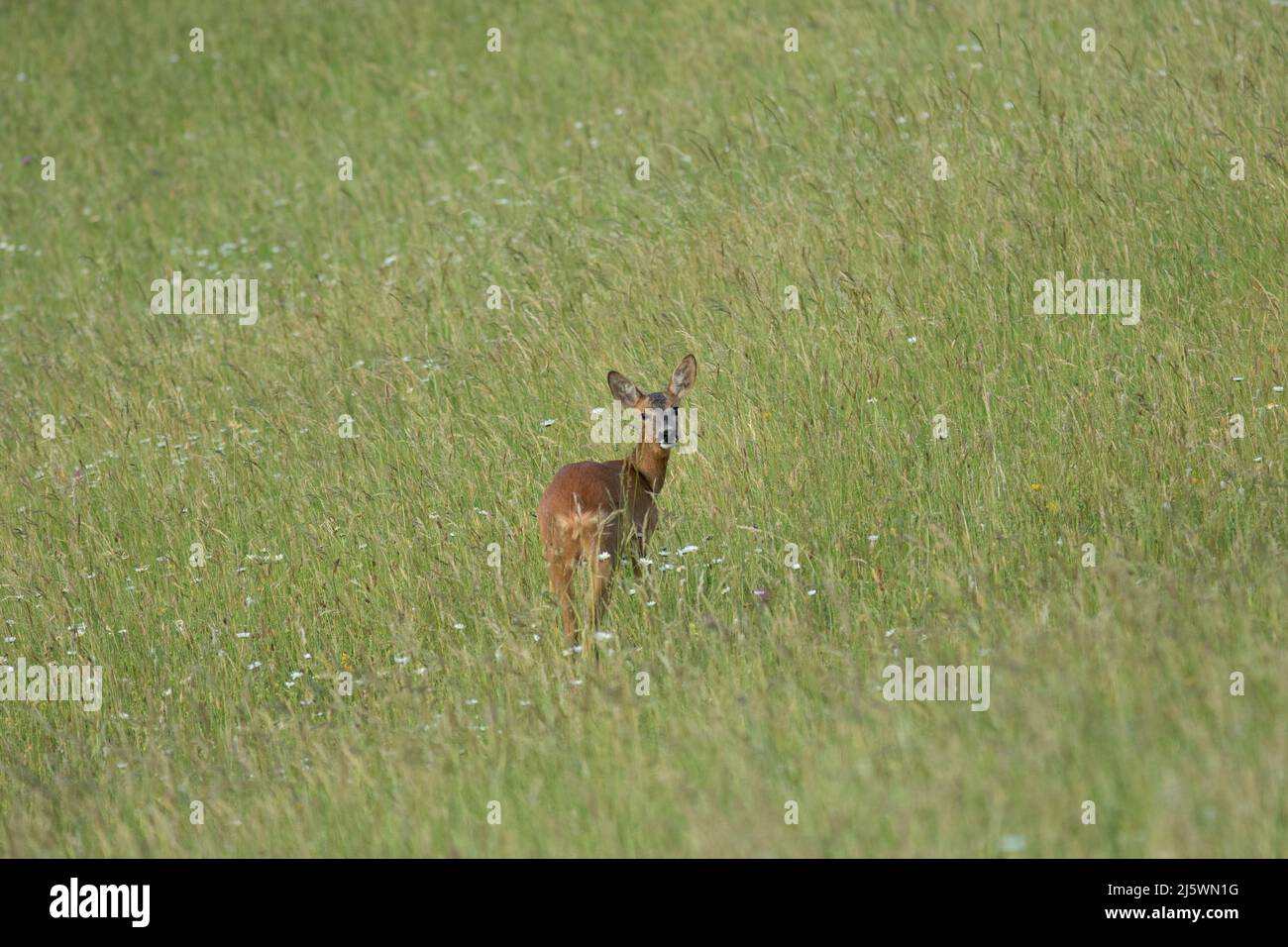 Chevreuil dans les prés qui regarde l'objectif Foto Stock